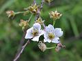 Thunberg Spirea